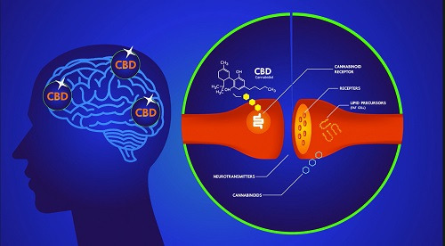 Types of Cannabis and its Impact on the Brain
